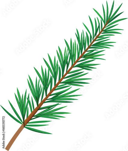 branch of a pine