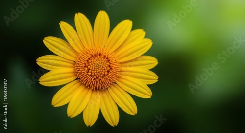Close up shot of a bright yellow flower with a brown center against a dark green blurred background