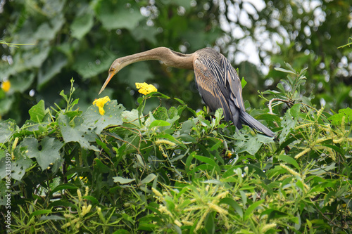 Wallpaper Mural An Oriental Darter perches amidst vibrant green foliage and yellow flowers, its sleek dark body, long S-shaped neck, and pointed bill creating a striking silhouette against the lush natural backdrop. Torontodigital.ca
