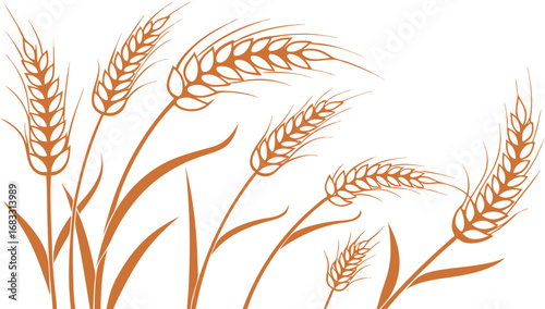 wheat ears isolated on white