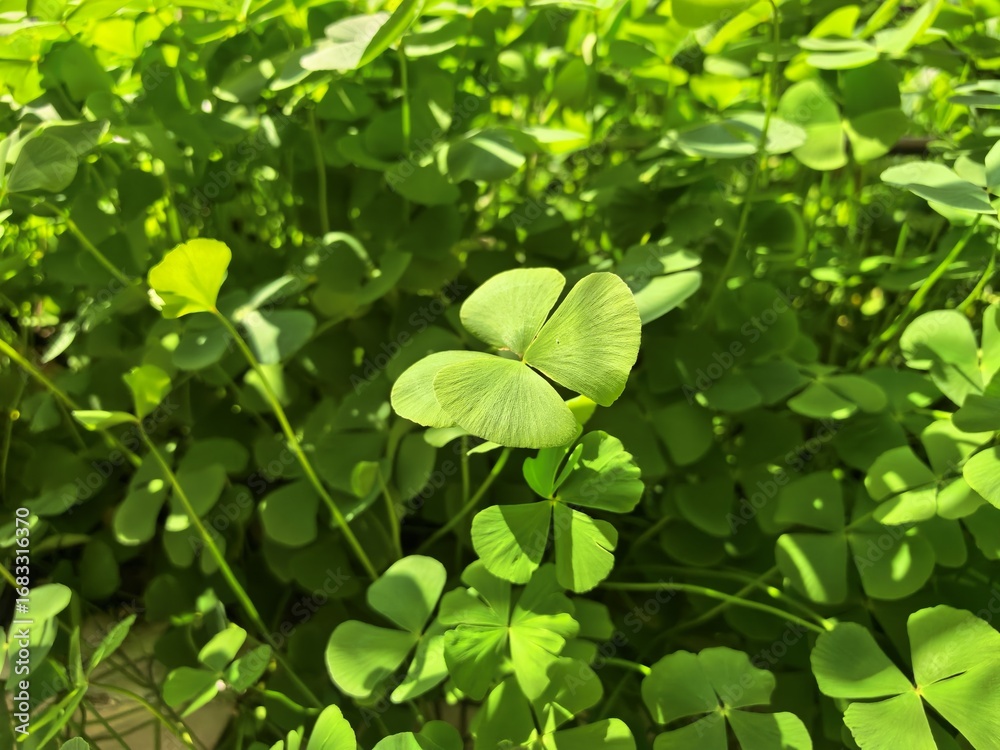 Obraz premium A vibrant patch of green clovers, a four-leaf clover in focus, bathed in sunlight.