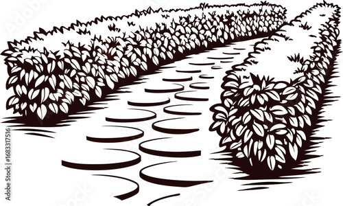Curved garden path with trimmed leafy hedgerows in black and white hand drawn engraving illustration
