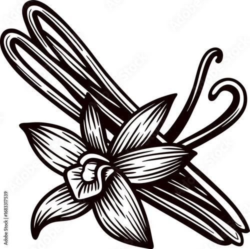 Botanical vanilla flower with hand drawn vanilla pods vintage engraved aromatic spice illustration