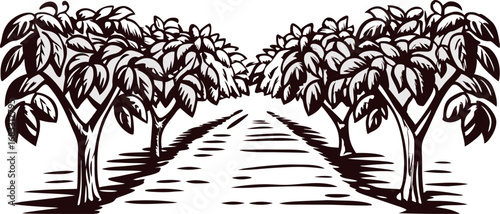 Orchard tree rows with leafy canopies and shaded pathway, hand drawn vintage engraving illustration