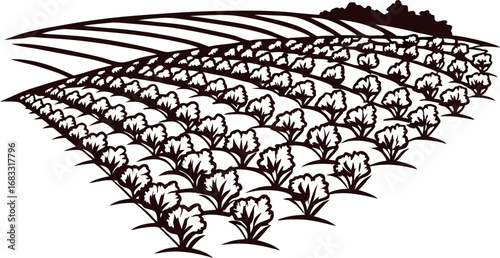 Curved rows of leafy vegetable plants in stylized rural farmland landscape illustration