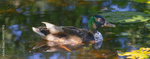 Ein Erpel auf einem Teich, Nahaufnahme