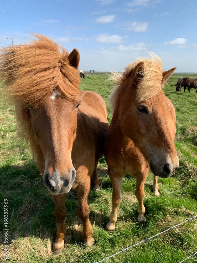 Fototapeta premium horses in the field, Iceland