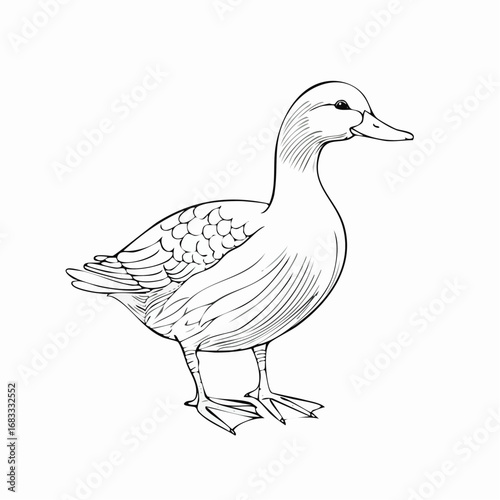 Duck drawing. It is a simple black and white outline image of a common duck standing, ready for coloring. Vector sketch line art draw.