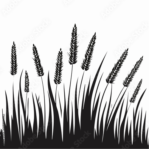 Prairie grass silhouette. This image shows a black silhouette of prairie grass with tall blades and feathery plumes, also known as wild grass or meadow grass. Vector clipart illustration design.