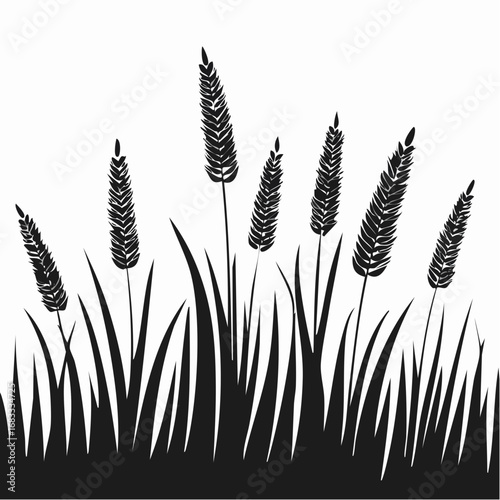 Prairie grass silhouette. This image shows a black silhouette of prairie grass with tall blades and feathery plumes, also known as wild grass or meadow grass. Vector clipart illustration design.