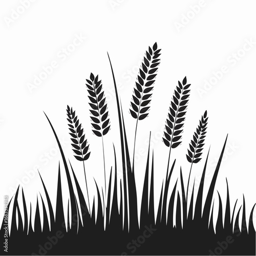 Prairie grass silhouette. This image shows a black silhouette of prairie grass with tall blades and feathery plumes, also known as wild grass or meadow grass. Vector clipart illustration design.