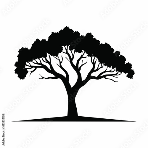 Mesquite tree silhouette. This image shows a black silhouette of a mesquite tree with intricate branches and foliage, also known as a desert shrub or bush. Vector clipart illustration design.