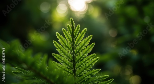A detailed close-up of a vibrant green leaf, showcasing delicate, feathery textures and bathed in soft sunlight, with a blurred natural background.