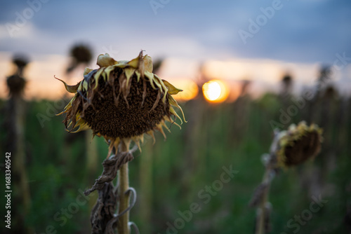 Cuadro en lienzo Withered and dying from drought sunflower head in a field at sunset