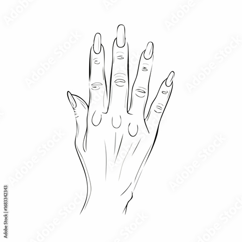 Hand nail drawing. It is a black and white outline image of a hand with visible nails, emphasizing the details of the fingernails. Vector sketch line art draw.