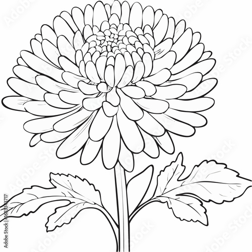 Aster drawing. It is a black and white outline image of an aster flower with numerous thin petals, a textured center, a stem, and detailed leaves, in a sketch style. Vector sketch line art draw.