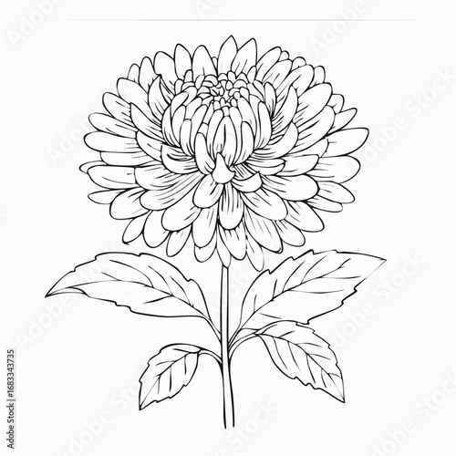 Aster drawing. It is a black and white outline image of an aster flower with numerous thin petals, a textured center, a stem, and detailed leaves, in a sketch style. Vector sketch line art draw.