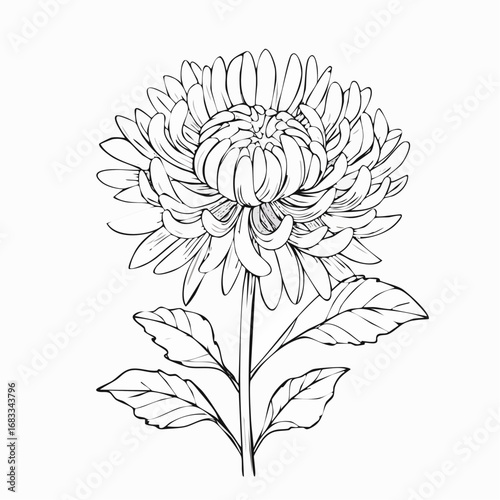 Aster drawing. It is a black and white outline image of an aster flower with numerous thin petals, a textured center, a stem, and detailed leaves, in a sketch style. Vector sketch line art draw.
