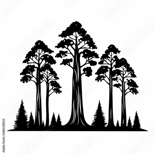 Redwood trees silhouette. This image shows a black silhouette of towering redwood trees, also known as Sequoia sempervirens, with detailed branches and foliage. Vector clipart illustration design.