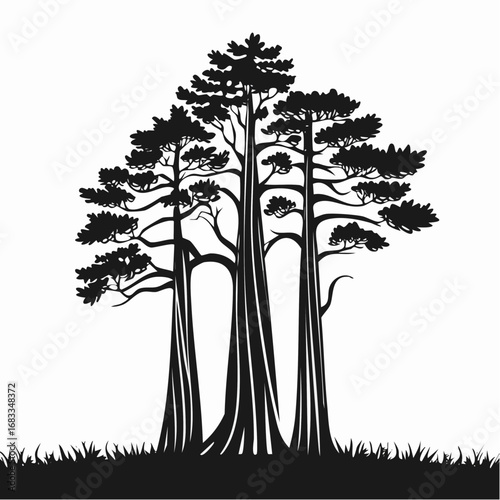 Redwood trees silhouette. This image shows a black silhouette of towering redwood trees, also known as Sequoia sempervirens, with detailed branches and foliage. Vector clipart illustration design.
