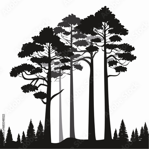Redwood trees silhouette. This image shows a black silhouette of towering redwood trees, also known as Sequoia sempervirens, with detailed branches and foliage. Vector clipart illustration design.