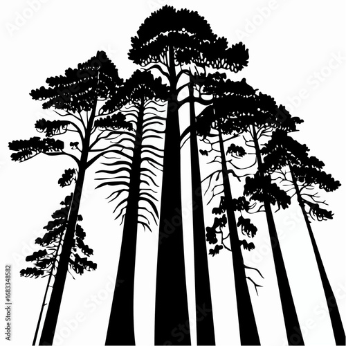 Redwood trees silhouette. This image shows a black silhouette of towering redwood trees, also known as Sequoia sempervirens, with detailed branches and foliage. Vector clipart illustration design.