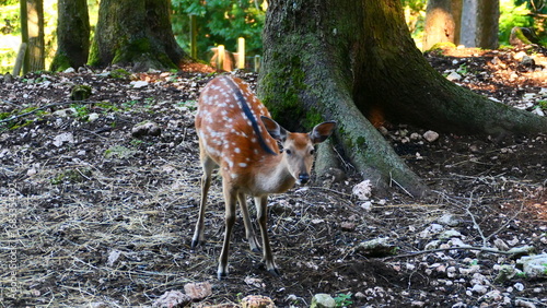 Fototapeta Naklejka Na Ścianę i Meble -  Sikahirschkuh
