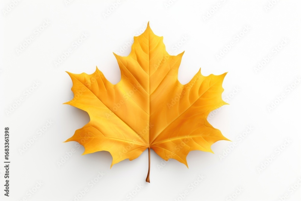 Obraz premium Leaf autumn maple plant.