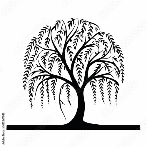 Weeping willow silhouette. This image presents a black silhouette of a weeping willow tree, showcasing its flowing branches and delicate foliage. Vector clipart illustration design.