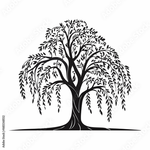 Weeping willow silhouette. This image presents a black silhouette of a weeping willow tree, showcasing its flowing branches and delicate foliage. Vector clipart illustration design.