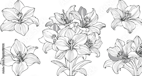 Delicate floral arrangement with detailed petal linework lilies botanical