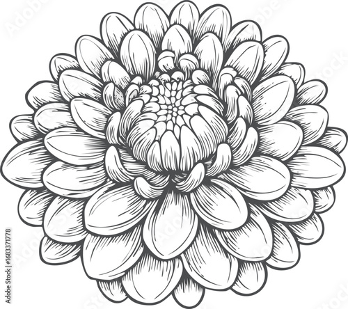 Detailed floral illustration with layered petals flower bloom