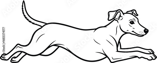 Graceful greyhound in full stride, captured in a dynamic line drawing.