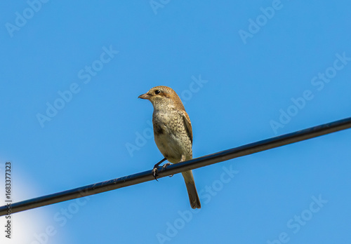 A Red-backed Shrike (Lanius collurio) bird standing on a wire