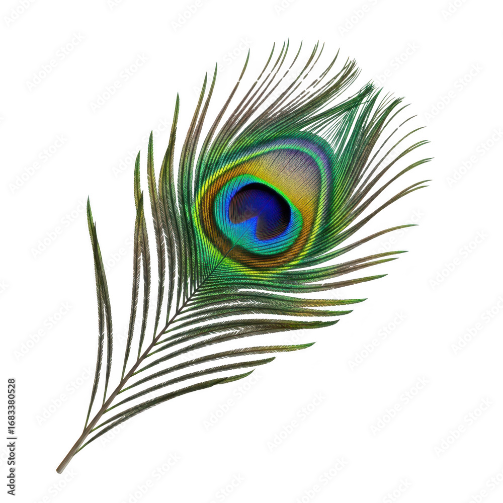 Fototapeta premium Close up of a vibrant peacock feather with an eye pattern on a black background