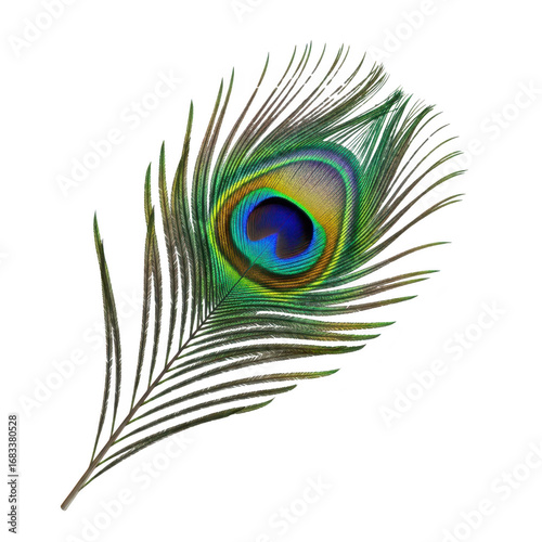 Close up of a vibrant peacock feather with an eye pattern on a black background