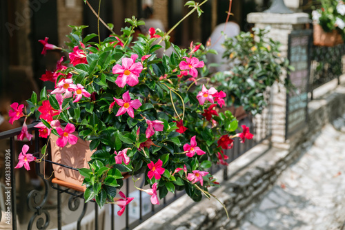Fototapeta Naklejka Na Ścianę i Meble -  Pink Mandevilla, Rocktrumpet Flowers in a Pot on the Street 
