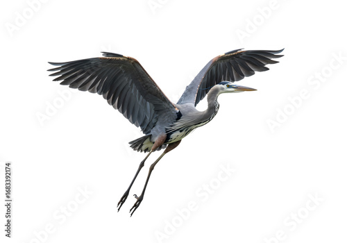 Tableau sur toile Great Blue Heron in Flight: Majestic Bird Photography on white background