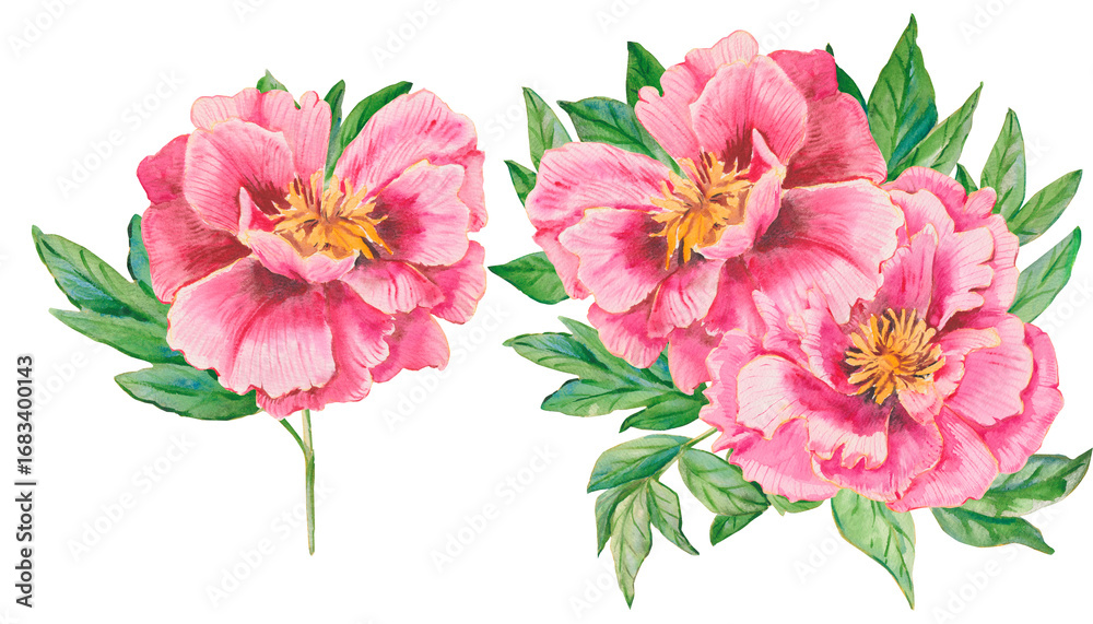 Obraz premium Pink peonies. A set of watercolor pink peonies hand drawn isolated on a white. Flowers, leaves for printing on fabric, postcards, invitations, menus, cosmetics, designs, eco product and others