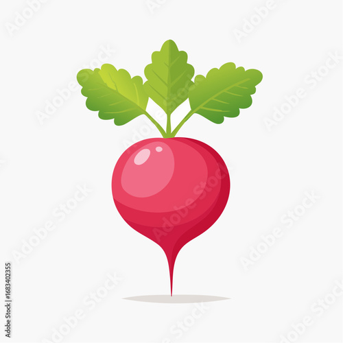 Red Radish Illustration