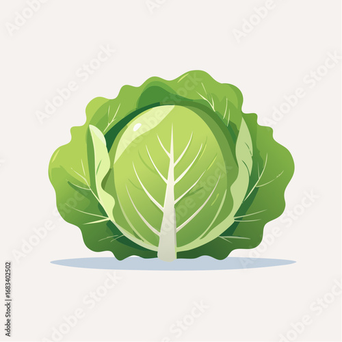 Bright Green Cabbage Illustration