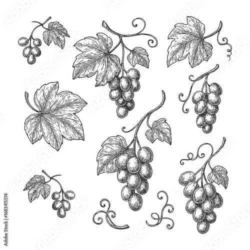 Hand drawn vintage illustration of grapevine leaves and grapes, detailed engraving perfect for wine, farm, and vineyard design.