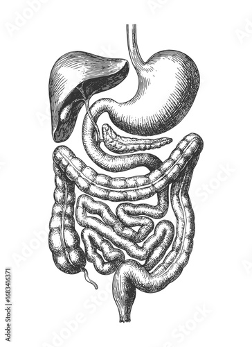 Detailed vintage anatomical drawing of human digestive system, medical illustration perfect for science, biology, and education themes.