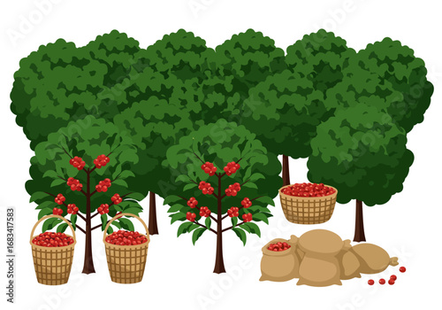A harvest scene displays red coffee berries in baskets and sacks near trees