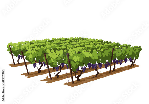 A vineyard with grapevines leaves purple grapes wooden posts wires and ground shading