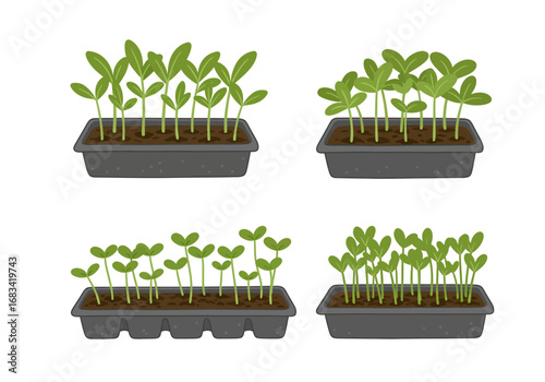 Four planters with sprouts in soil