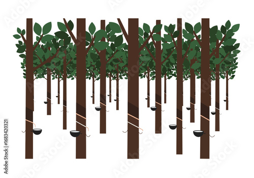 Rubber trees in a plantation setting Collection of latex from the tree trunks using small bowls