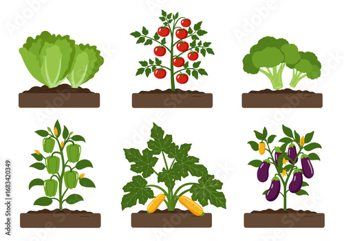 Six garden crops lettuce tomatoes broccoli peppers zucchini and eggplants in soil