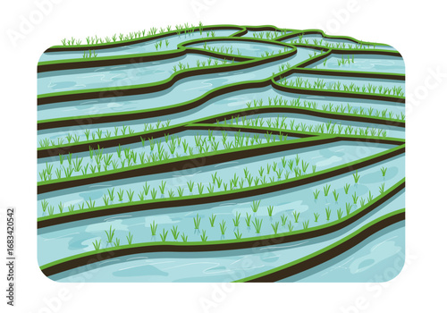 Tiered paddies contain rows of rice shoots submerged in still water
