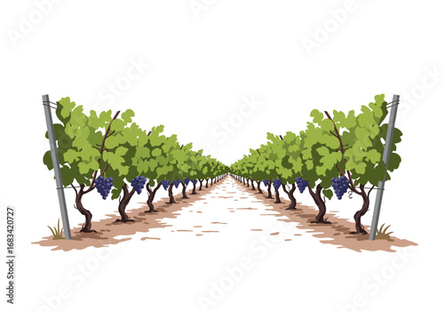 Vineyard rows extend into the distance grapes hanging from vines on brown trunks
